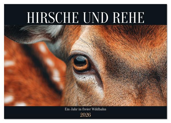 Produktbild: HIRSCHE UND REHE - Ein Jahr in freier Wildbahn (Tischkalender 2026 DIN A5 quer), CALVENDO Monatskalender
