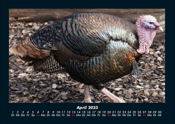 Produktbild: Tiere auf dem Bauernhof 2025 Fotokalender DIN A4