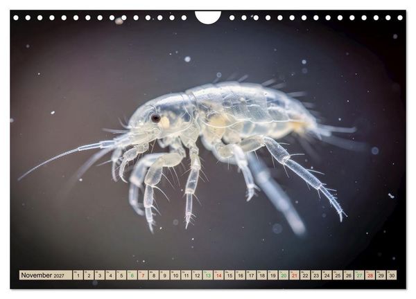 Produktbild: Die kleinsten Tiere - Weltweit (Wandkalender 2027 DIN A4 quer), CALVENDO Monatskalender