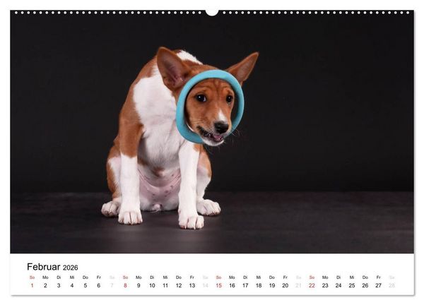 Produktbild: Allerliebste Basenji Welpen 2026 (Wandkalender 2026 DIN A2 quer), CALVENDO Monatskalender
