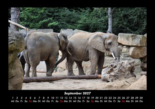 Produktbild: Der Elefantenkalender 2027 Fotokalender DIN A3