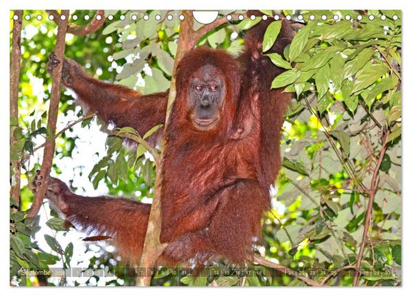 Produktbild: Orang Utans Sumatras Waldmenschen (Wandkalender 2026 DIN A4 quer), CALVENDO Monatskalender