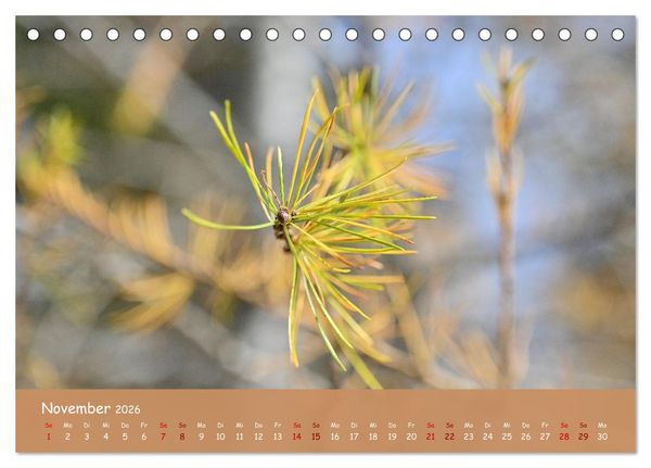 Produktbild: Der Zauber steckt immer im Detail (Tischkalender 2026 DIN A5 quer), CALVENDO Monatskalender