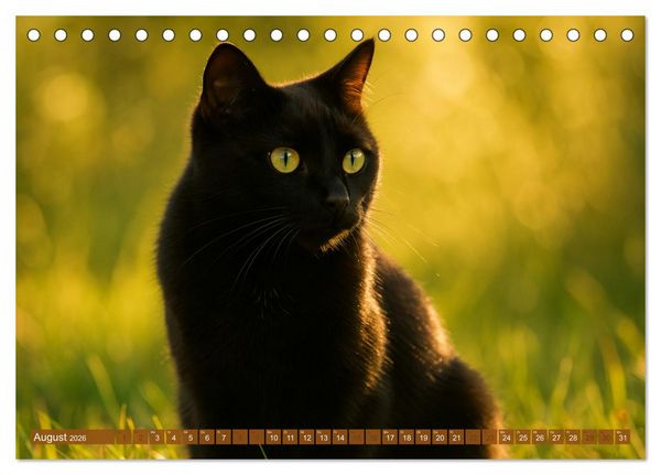 Produktbild: Katzenblicke &ndash; Eleganz und Anmut (Tischkalender 2026 DIN A5 quer), CALVENDO Monatskalender