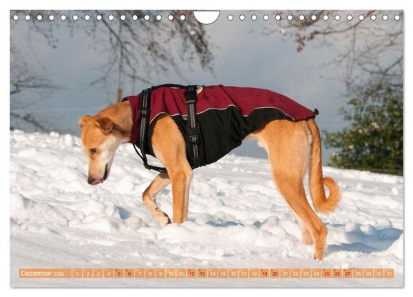 Produktbild: Witziger Windhund - Portugiesischer Galgo (Wandkalender 2026 DIN A4 quer), CALVENDO Monatskalender