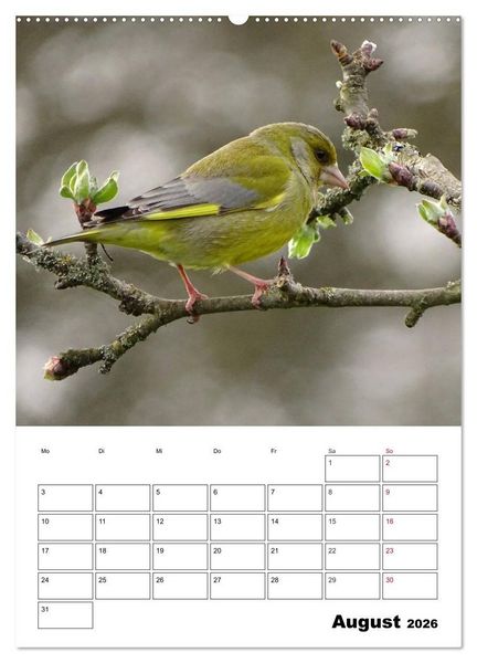Produktbild: Amsel, Drossel, Fink und Star - beobachtet (Wandkalender 2026 DIN A2 hoch), CALVENDO Monatskalender