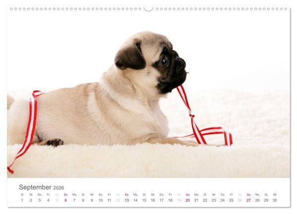 Produktbild: Mopswelpe Emma (hochwertiger Premium Wandkalender 2026 DIN A2 quer), Kunstdruck in Hochglanz