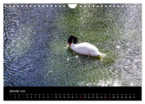 Produktbild: Welt der Tiere (Wandkalender 2026 DIN A4 quer), CALVENDO Monatskalender