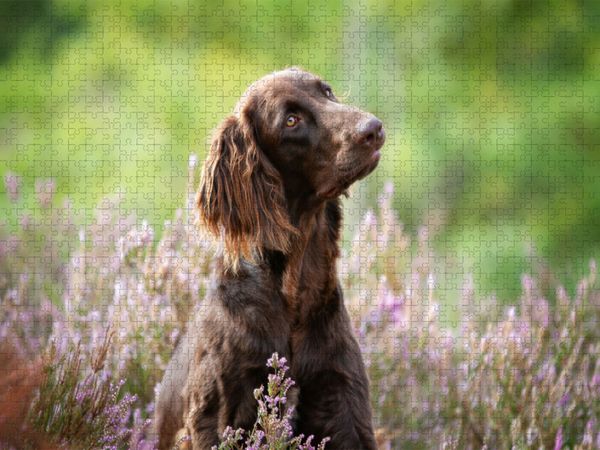 Produktbild: CALVENDO Puzzle Zeit mit dem Hund ist nie verlorene Zeit! | 2000 Teile Lege-Gr&ouml;&szlig;e 90x67cm Foto-Puzzle f&uuml;r gl&uuml;ckliche Stunden