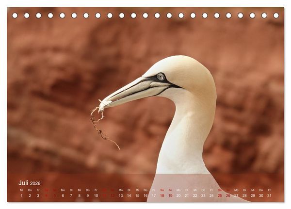 Produktbild: V&ouml;gel an Deutschlands K&uuml;sten (Tischkalender 2026 DIN A5 quer), CALVENDO Monatskalender