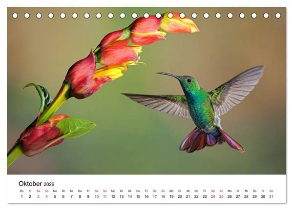 Produktbild: Kolibris - Juwelen der L&uuml;fte (Tischkalender 2026 DIN A5 quer), CALVENDO Monatskalender