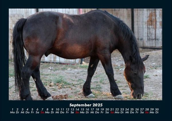 Produktbild: Pferdegefl&uuml;ster 2025 Fotokalender DIN A4