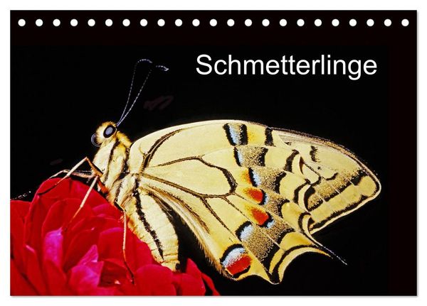 Schmetterlinge (Tischkalender 2024 DIN A5 quer), CALVENDO Monatskalender