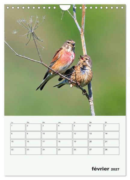 Produktbild: Voyage ornithologique (Calendrier mural 2027 DIN A4 horizontal), CALVENDO calendrier mensuel