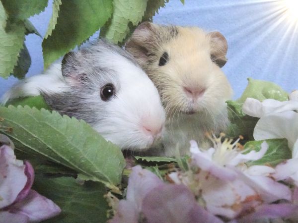 Produktbild: CALVENDO Puzzle Meerschweinchen - bezaubernd, entz&uuml;ckend, hinrei&szlig;end | 1000 Teile Lege-Gr&ouml;&szlig;e 64x48cm Foto-Puzzle f&uuml;r gl&uuml;ckliche Stunden