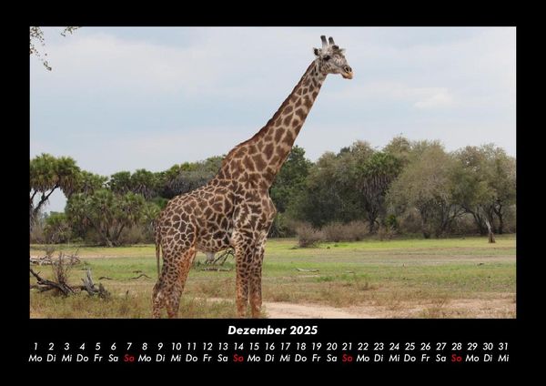 Produktbild: Giraffen 2025 Fotokalender DIN A3