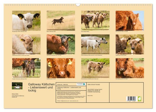 Produktbild: Galloway K&auml;lbchen - Liebenswert und lockig (Wandkalender 2026 DIN A2 quer), CALVENDO Monatskalender