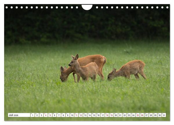 Produktbild: Anmut mit sanften Augen - Rehwild in der freien Natur (Wandkalender 2026 DIN A4 quer), CALVENDO Monatskalender