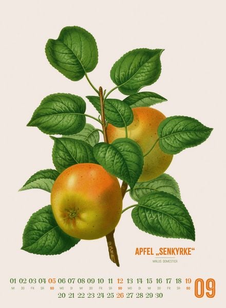 Produktbild: Obstgarten Kalender 2027 | Apfel, Birne, Pflaume & Co.