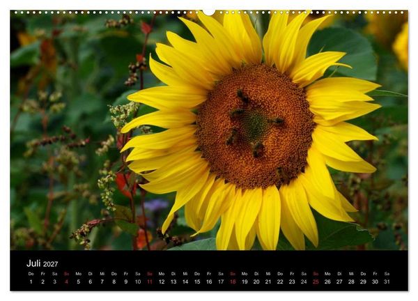 Produktbild: Sonnenblumen (hochwertiger Premium Wandkalender 2027 DIN A2 quer), Kunstdruck in Hochglanz