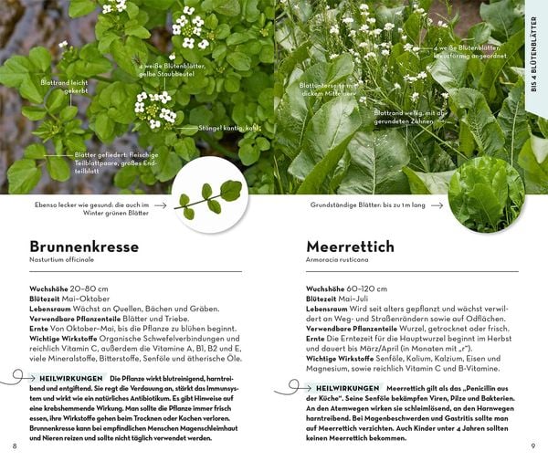 Produktbild: Basic Heilpflanzen