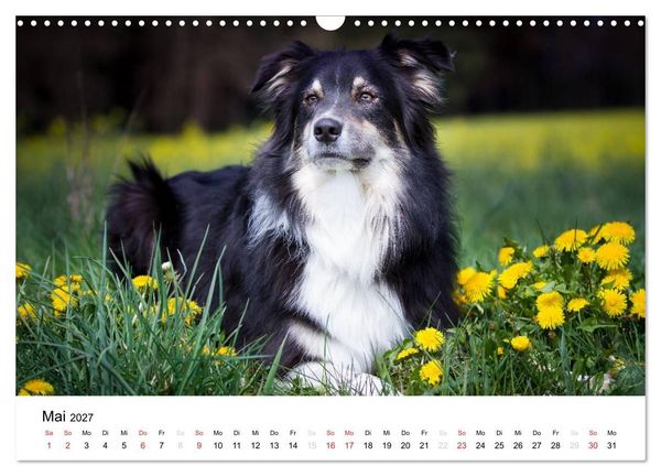 Produktbild: Australian Shepherd - Traum auf vier Pfoten (Wandkalender 2027 DIN A3 quer), CALVENDO Monatskalender