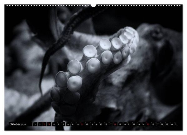 Produktbild: Meerestiere Bilder in Schwarz Weiss (Wandkalender 2026 DIN A2 quer), CALVENDO Monatskalender
