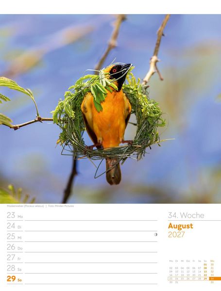 Produktbild: V&ouml;gel Wochenplaner Kalender 2027