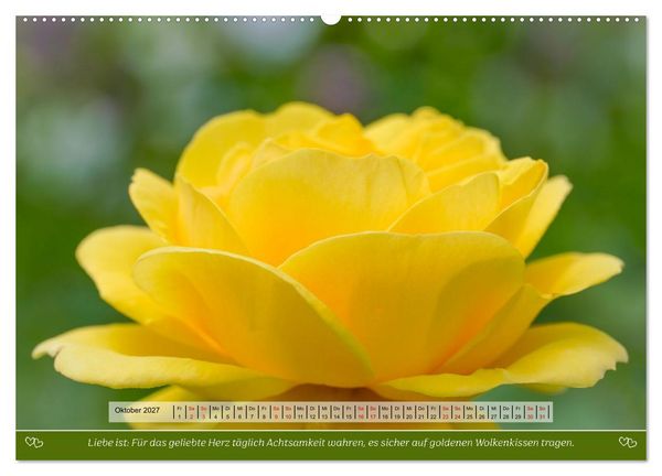 Produktbild: Rosen, Liebe ist (Wandkalender 2027 DIN A2 quer), CALVENDO Monatskalender