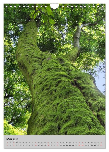 Produktbild: Faszination Baum (Wandkalender 2026 DIN A4 hoch), CALVENDO Monatskalender