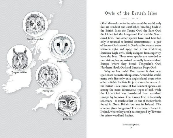 Produktbild: RSPB Pocket Book of Owls