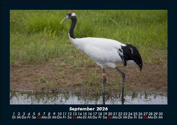Produktbild: Welt der Tiere 2026 Fotokalender DIN A5