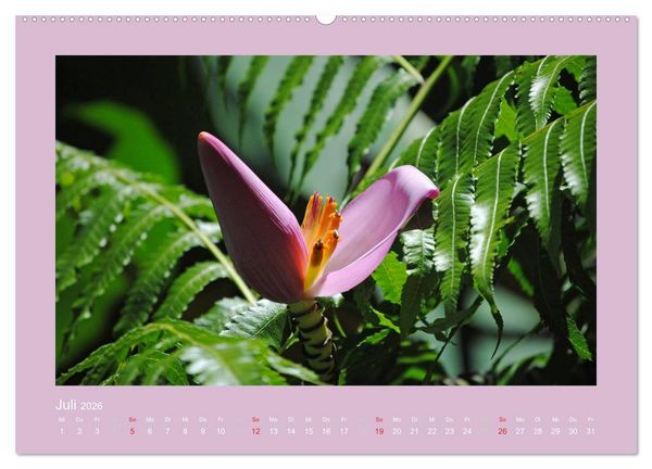 Produktbild: Aloha Bl&uuml;tenzauber aus Hawaii (hochwertiger Premium Wandkalender 2026 DIN A2 quer), Kunstdruck in Hochglanz