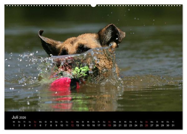 Produktbild: Mit dem Deutschen Sch&auml;ferhund durch's Jahr (hochwertiger Premium Wandkalender 2026 DIN A2 quer), Kunstdruck in Hochglanz