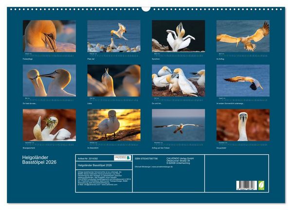 Produktbild: Helgol&auml;nder Basst&ouml;lpel 2026 (Wandkalender 2026 DIN A2 quer), CALVENDO Monatskalender
