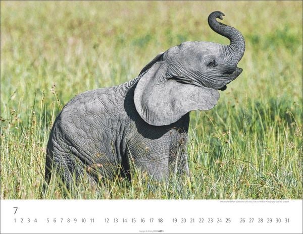 Produktbild: Elefantenbabys Kalender 2027