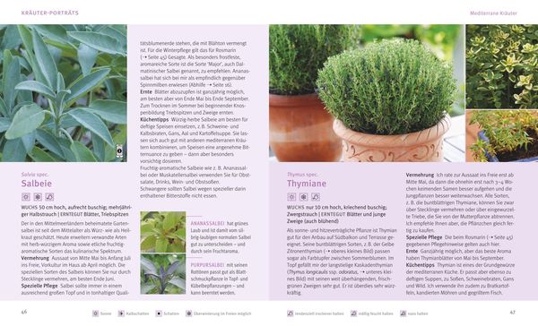 Produktbild: K&uuml;chenkr&auml;uter in T&ouml;pfen