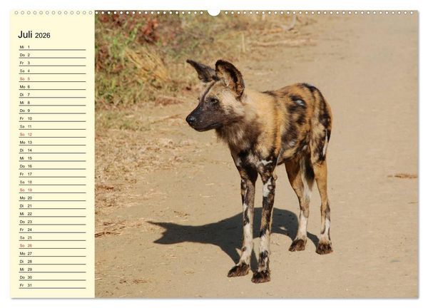 Produktbild: Afrika. Tiere in freier Wildbahn (Wandkalender 2026 DIN A2 quer), CALVENDO Monatskalender
