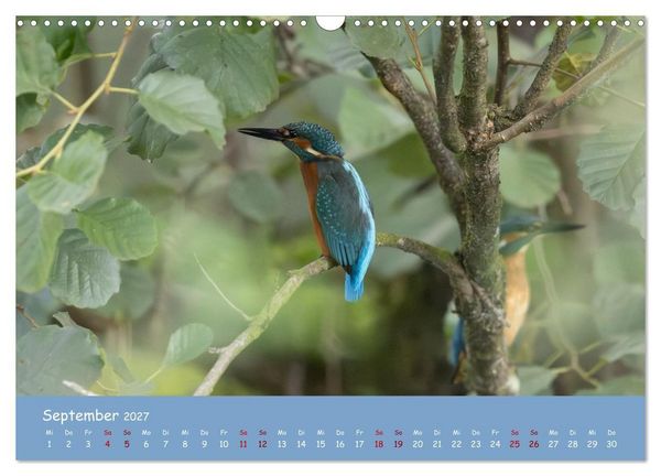 Produktbild: Alcedo atthis. Der Eisvogel (Wandkalender 2027 DIN A3 quer), CALVENDO Monatskalender