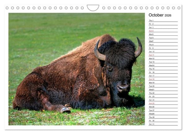 Produktbild: Bisons of North America (Wall Calendar 2026 DIN A4 landscape), CALVENDO 12 Month Wall Calendar