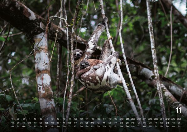 Produktbild: Faultiere &ndash; Chill mal! - 2027 - Kalender DIN A2