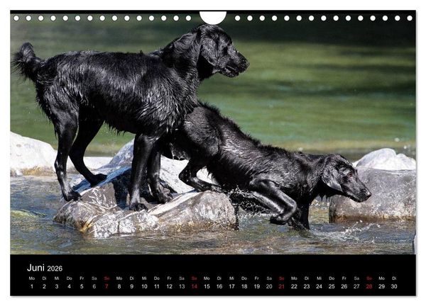 Produktbild: Flatcoated Retriever (Wandkalender 2026 DIN A4 quer), CALVENDO Monatskalender