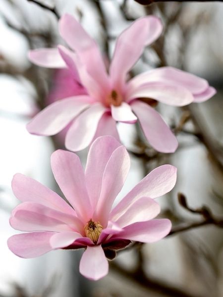 Produktbild: Sternmagnolien (Puzzle)