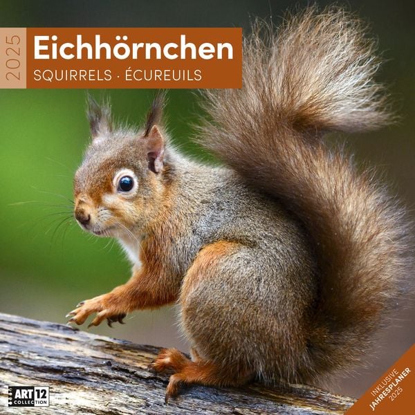 Eichhörnchen Kalender 2025 - 30x30