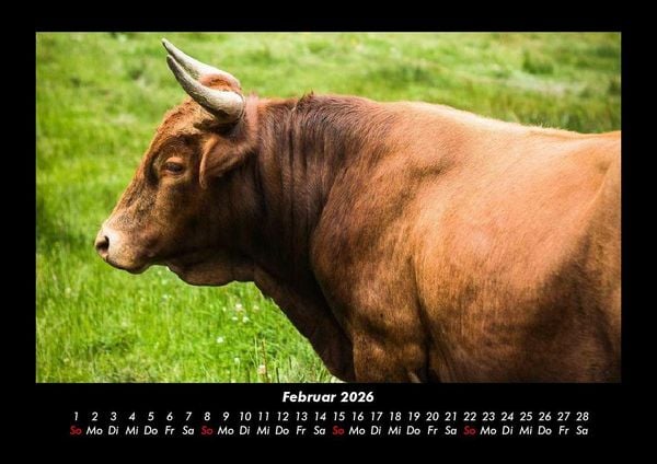 Produktbild: Kuhkalender 2026 Fotokalender DIN A3