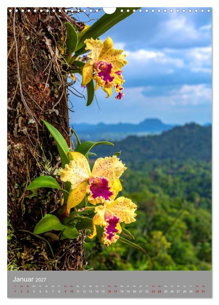 Produktbild: K&ouml;nigin Cattleya (Wandkalender 2027 DIN A3 hoch), CALVENDO Monatskalender