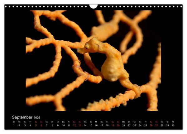 Produktbild: Ocean-Art / CH-Version (Wandkalender 2026 DIN A3 quer), CALVENDO Monatskalender