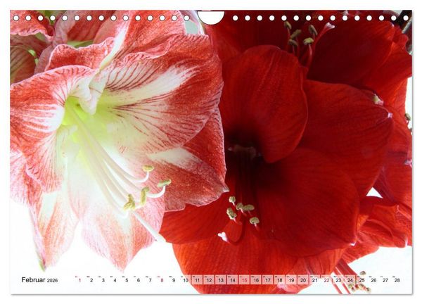 Produktbild: Amaryllis-Bl&uuml;ten (Wandkalender 2026 DIN A4 quer), CALVENDO Monatskalender