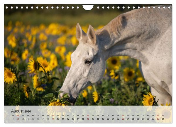 Produktbild: Pferde 2026 Kraft und Anmut (Wandkalender 2026 DIN A4 quer), CALVENDO Monatskalender