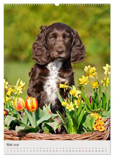 Produktbild: Hundewelpen (hochwertiger Premium Wandkalender 2026 DIN A2 hoch), Kunstdruck in Hochglanz